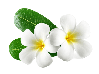 flower_1_14